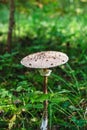 Mushroom Macrolepiota procera or Parasol mushroom Royalty Free Stock Photo