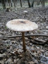 Mushroom: Macrolepiota procera Royalty Free Stock Photo