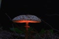 Mushroom in magic night forest