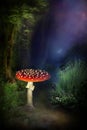 Mushroom in magical forest