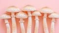 Mushroom matsutake on delicate pastel colored backdrop for a serene and artistic presentation