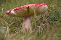 Mushroom Royalty Free Stock Photo