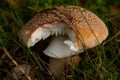 Mushroom on a meadow Royalty Free Stock Photo