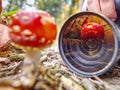 Mushroom mirroring in camera lens while photographer work