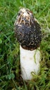 Mushroom Morchella elata Royalty Free Stock Photo