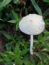 Mushroom in the Morning Dew Royalty Free Stock Photo