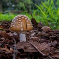 Mushroom in the morning light in the garden Royalty Free Stock Photo