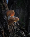 Mushroom in the morning light.