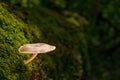 Mushroom on moss covered fallen tree Royalty Free Stock Photo