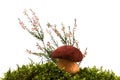 Mushroom, moss and heather Royalty Free Stock Photo