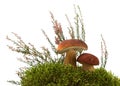 Mushroom, moss and heather Royalty Free Stock Photo