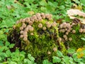 Mushroom in moss Royalty Free Stock Photo
