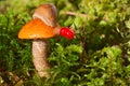 Mushroom among a moss with a slug on a hat and berry nearby Royalty Free Stock Photo