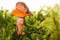 Mushroom among a moss with a slug on a hat Royalty Free Stock Photo