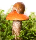 Mushroom among a moss with a slug on a hat Royalty Free Stock Photo