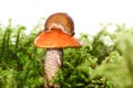 Mushroom among a moss with a slug on a hat Royalty Free Stock Photo