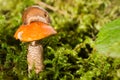 Mushroom among a moss with a slug on a hat Royalty Free Stock Photo