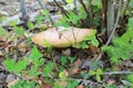 Mushroom mossiness in the summer in the moss under the tree. Royalty Free Stock Photo