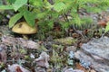 Mushroom mossiness in the summer in the moss under the tree. Royalty Free Stock Photo