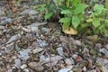 Mushroom mossiness in the summer in the moss under the tree. Royalty Free Stock Photo