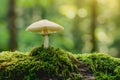 Mushroom on a mossy forest floor with sunlight filtering through trees Royalty Free Stock Photo