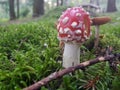 Mushroom