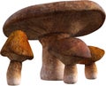 Mushroom, Mushrooms, Toadstool, Toadstools, Isolated Royalty Free Stock Photo