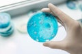 Mushroom mycelium on agar. White background. Fungal mycelium petri dish. Mycology Growing