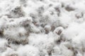 Mushroom mycelium close up. Grain mycelium. Mycelium texture. Mushroom hypha threads