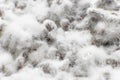 Mushroom mycelium close up. Grain mycelium. Mycelium texture. Growing mushrooms