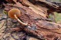 Mushroom and mycelium Royalty Free Stock Photo