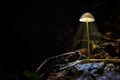 Mushroom Mycena epipterygia In Dark Forest Royalty Free Stock Photo