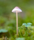 Mushroom Mycena epipterygia.