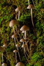 Mushroom Mycena galopus grows on green moss in the forest