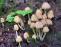 Mushroom Mycena