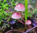 Mushroom Mycena