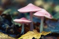 Mushroom - Mycena rosea