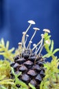 A mushroom Mycena sp grows on a pine cone Royalty Free Stock Photo