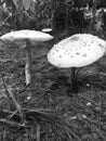 Mushroom in natural eco system