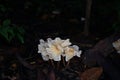 Mushroom in natural rainforest, Thailand