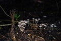 Mushroom in natural rainforest, Thailand