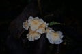 Mushroom in natural rainforest, Thailand