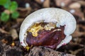 The mushroom on nature background Royalty Free Stock Photo