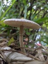 Mushroom nature in garden Royalty Free Stock Photo