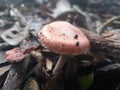 Mushroom, nature