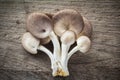 Mushroom Royalty Free Stock Photo