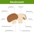 Mushroom nutrient of facts and health benefits, info graphic