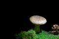 Mushroom grows on the moss, captured in the dark.