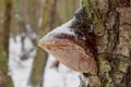 Mushroom on the old tree covered with snow Royalty Free Stock Photo