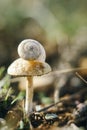 On the mushroom